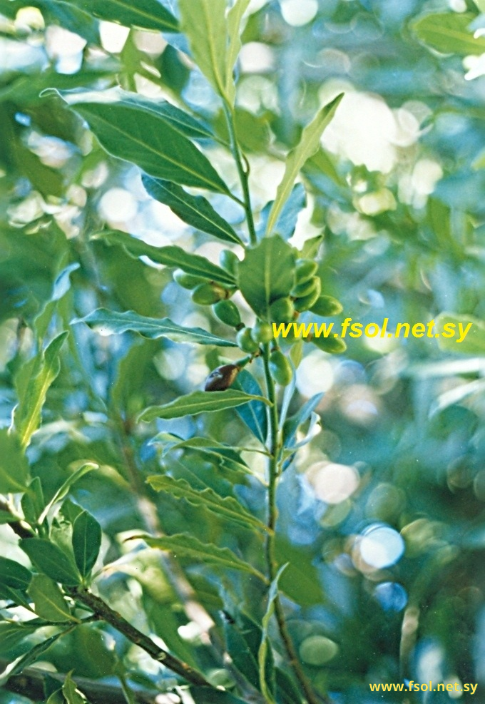 Laurus nobilis L.